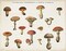 Mushroom Chart I light Poster Print by Wild Apple Portfolio - Item # VARPDX28170
